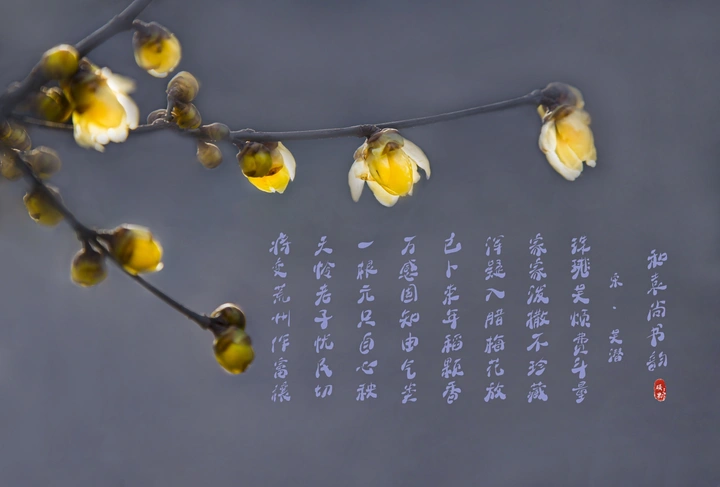 腊月腊梅香