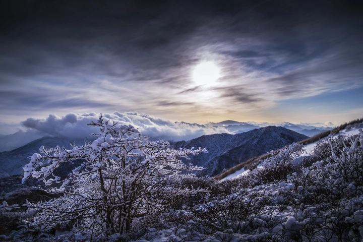 夕阳下的冰雪玉花