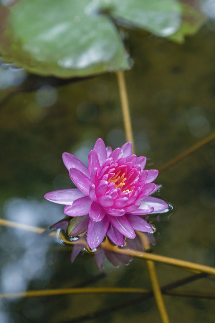 莲花