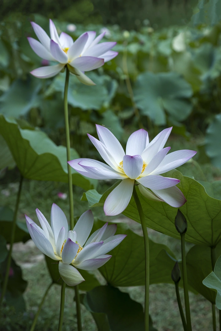 莲花