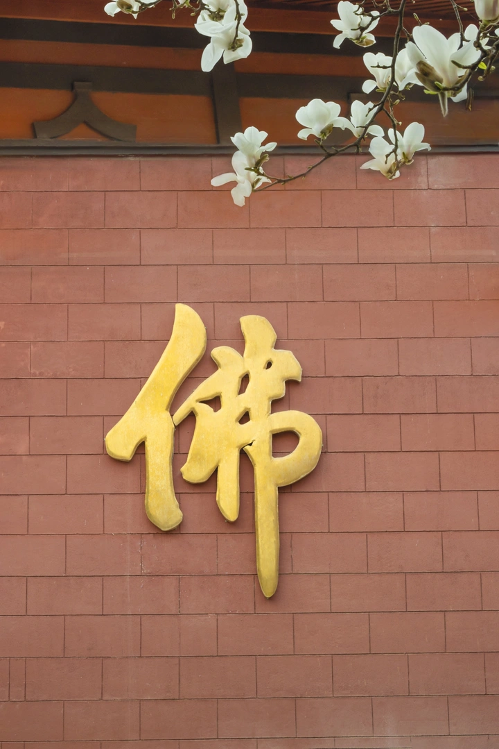 弥陀寺千年玉兰树盛开时节