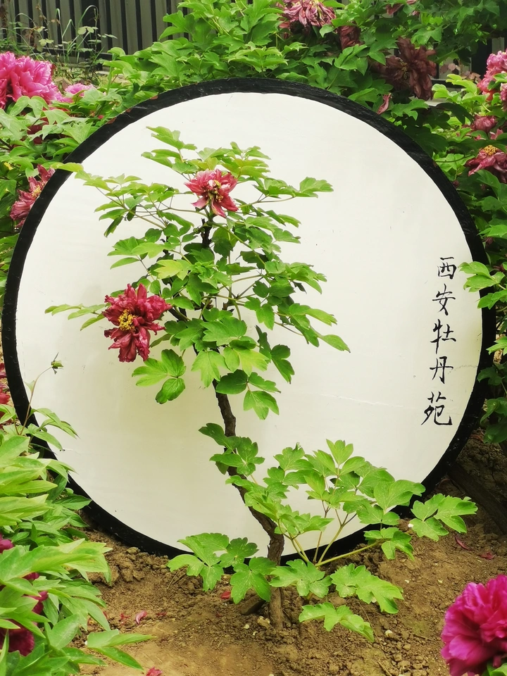 牡丹花盛开，绚烂如画赏花时