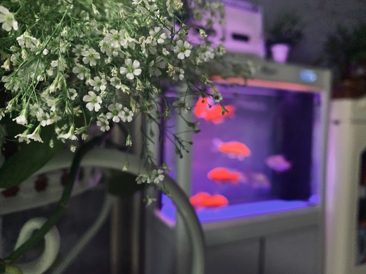 花和鱼