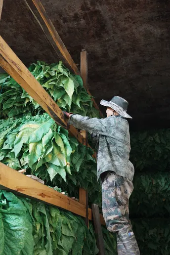 一个站在绿色蔬菜堆上的梯子上的男人