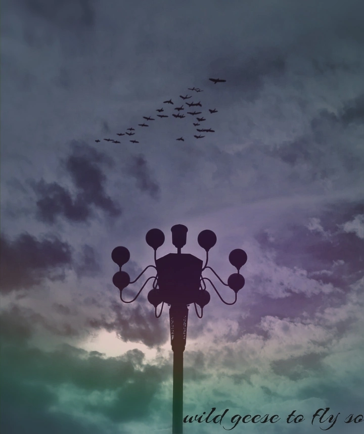 wild geese to fly so