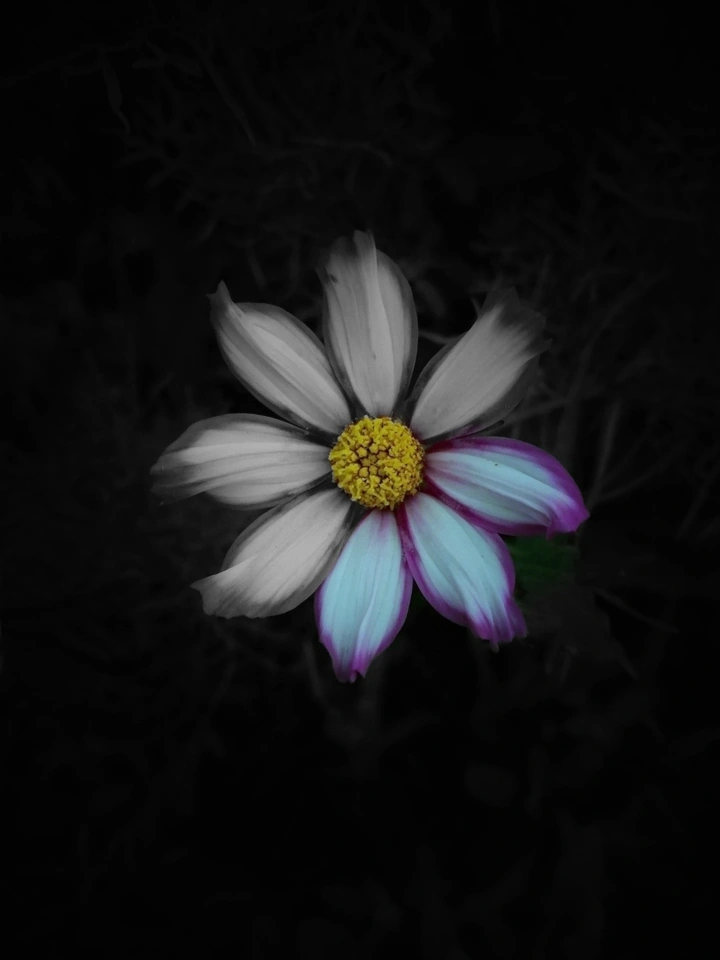 花卉