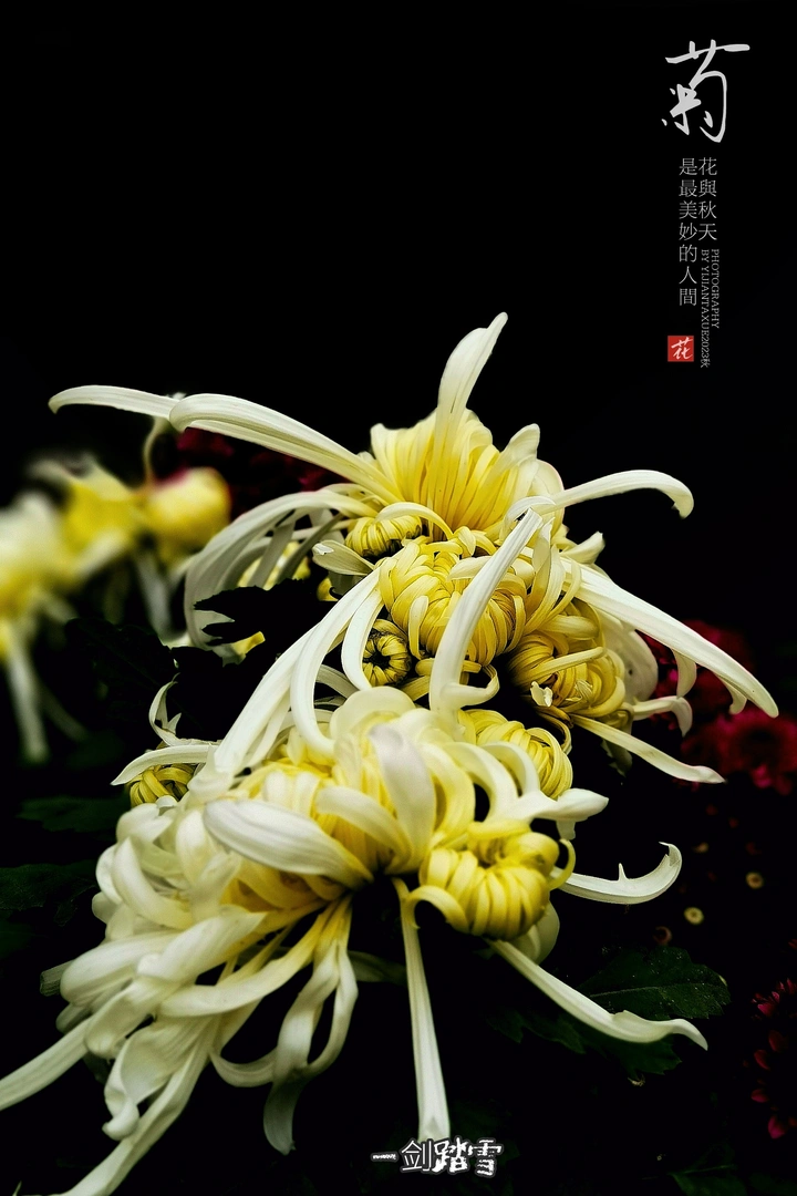 菊