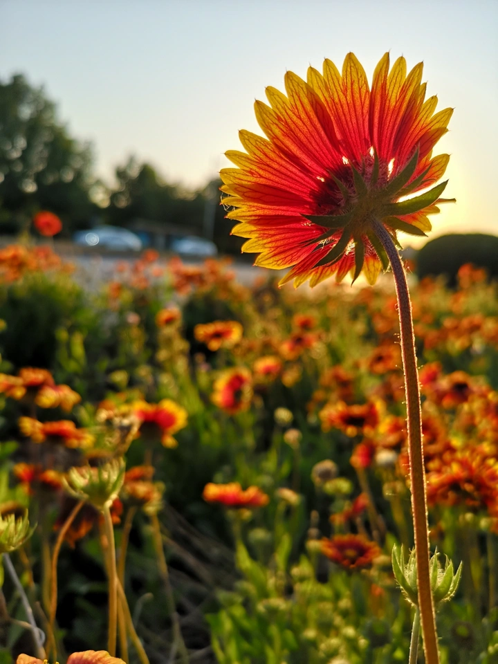 野菊