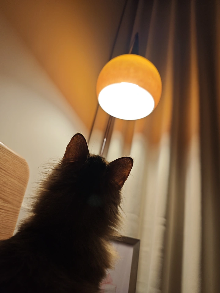 光影下的猫