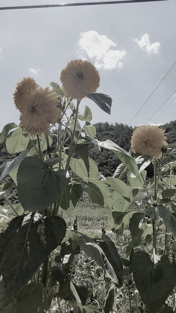 灰