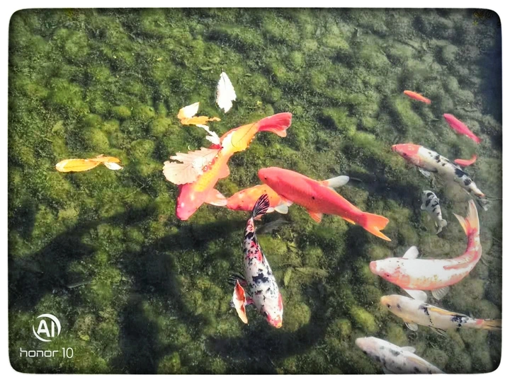 飘浮的鱼儿
