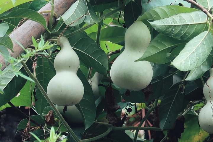 葫芦娃