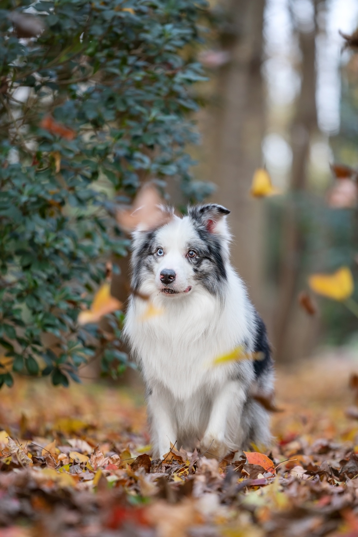 一只狗站在森林中的落叶中
