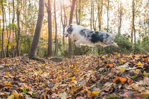 一只狗在森林里跳着捡树叶