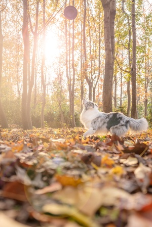 一只狗穿过森林 地上有落叶 空中有一个飞盘。