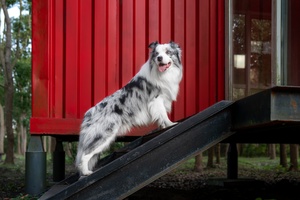 一只黑白相间的狗坐在红色的坡道顶端 一只黑狗站在楼梯上。