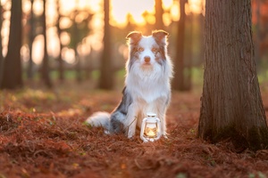 夕阳下在森林中坐着的狗 身上带着一盏灯