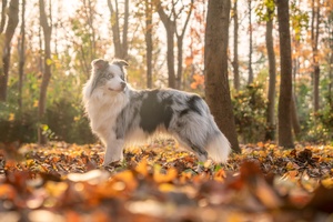 一只狗站在森林中的落叶中