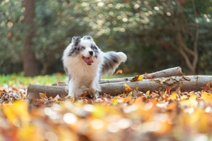 一只小狗在树叶中玩耍