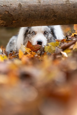一只狗躺在落叶中 口中叼着秋叶。