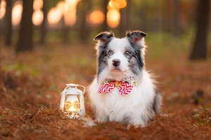可爱的小狗在森林里拿着灯笼