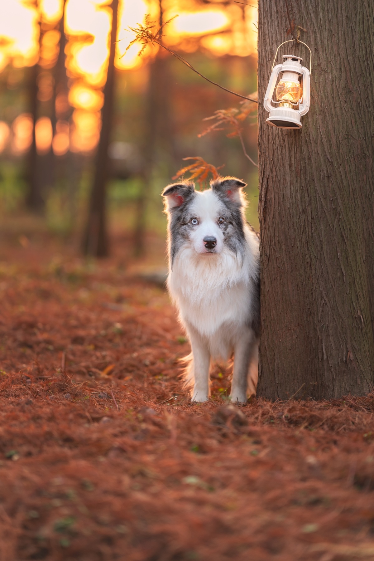 夕阳西下时 一只狗站在森林中的一棵树旁边