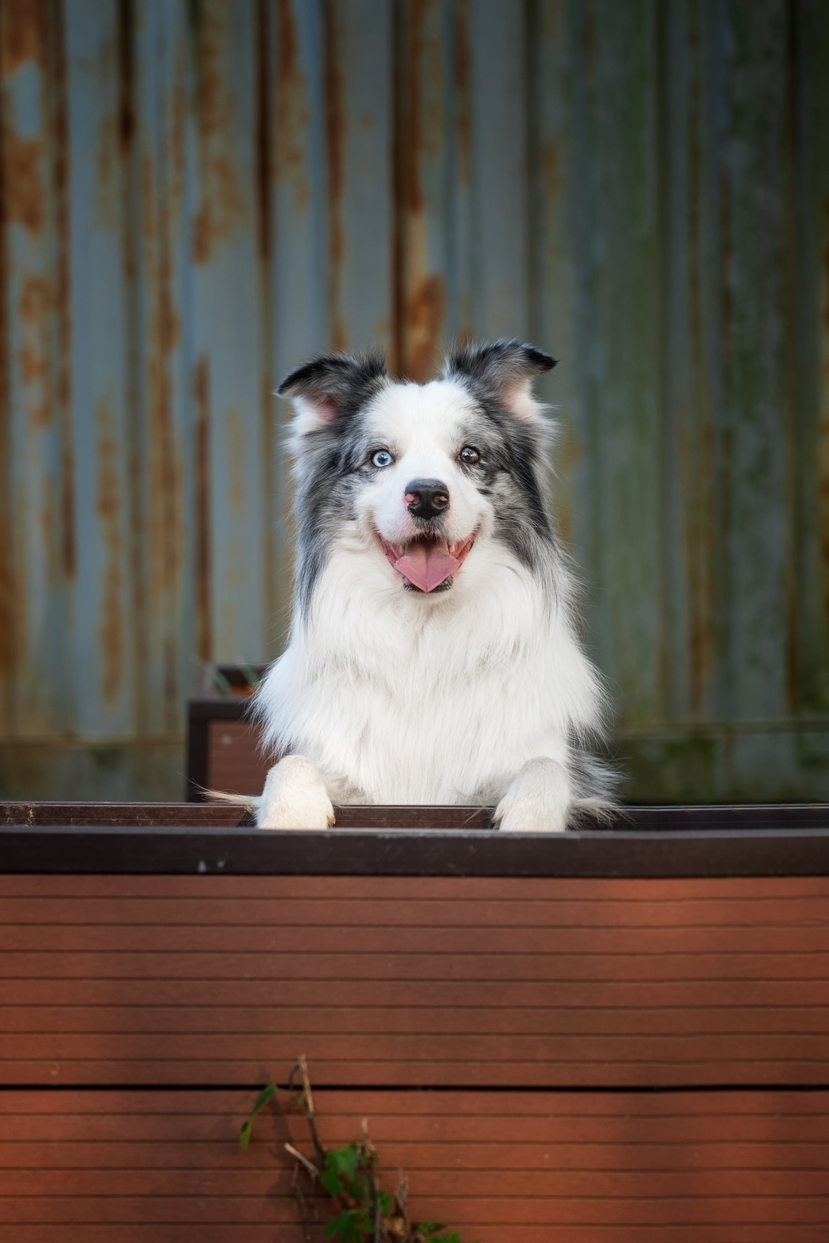 一只狗坐在木制花箱里