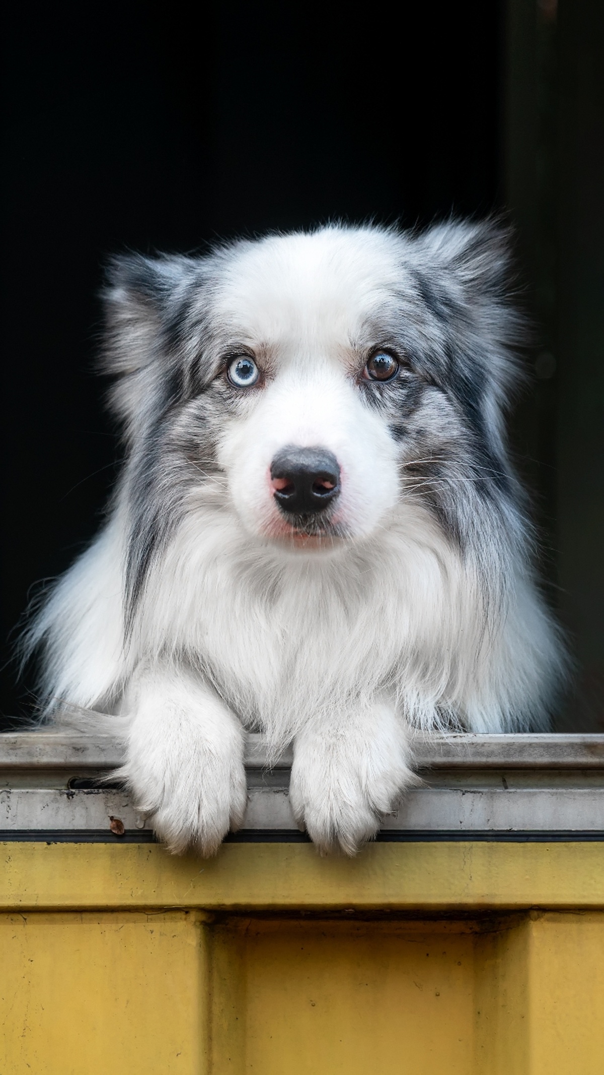 一只小狗 眼睛是蓝色的 正在透过窗户向外看。