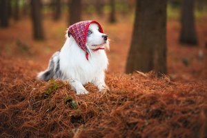 一只戴红帽子的狗在森林里