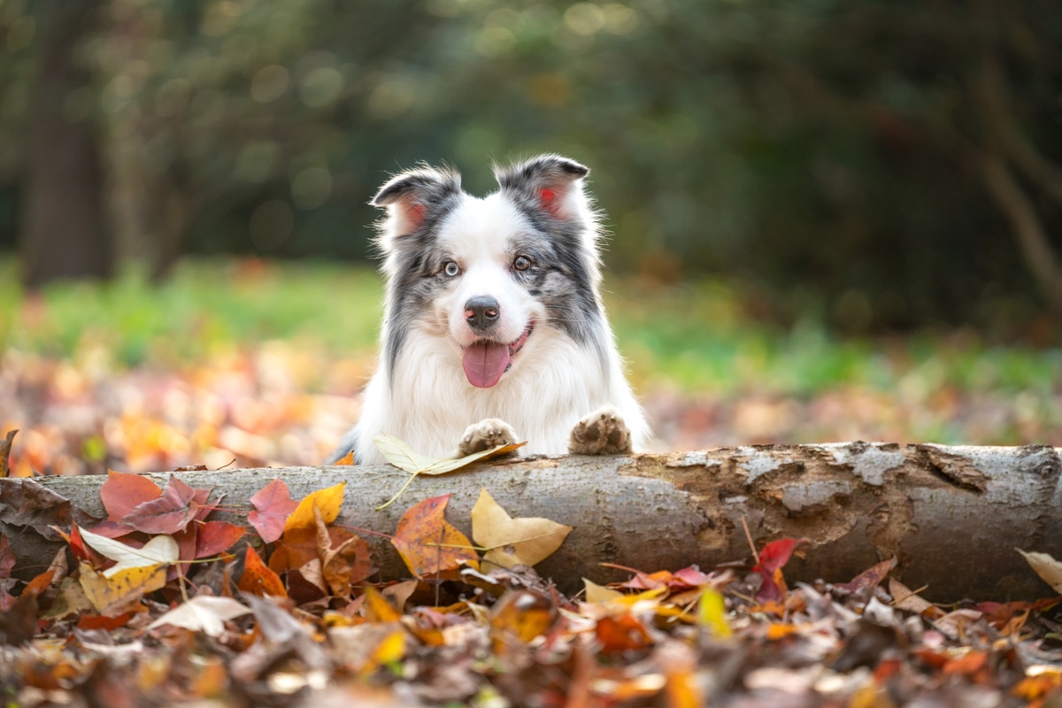 秋天落叶中的一条狗