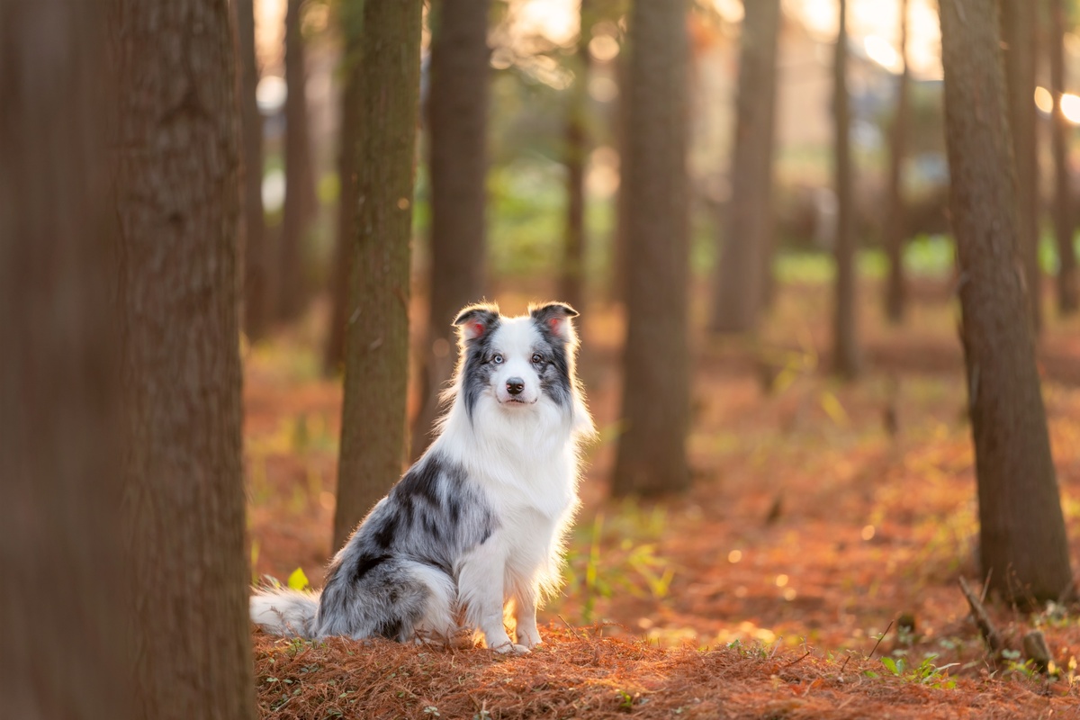 一只狗坐在森林里 背景中有树木。