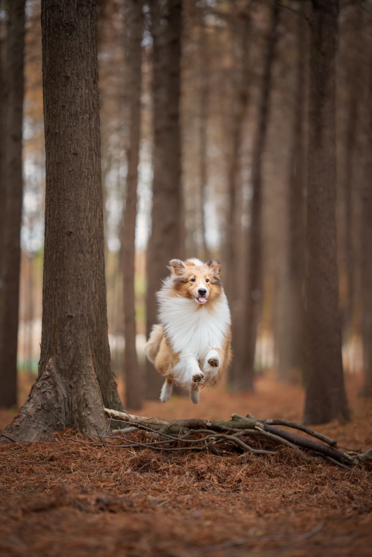 一只小狗在森林里跳过树