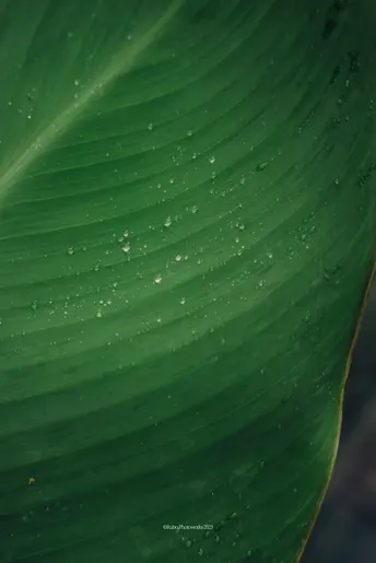 水滴在绿叶上