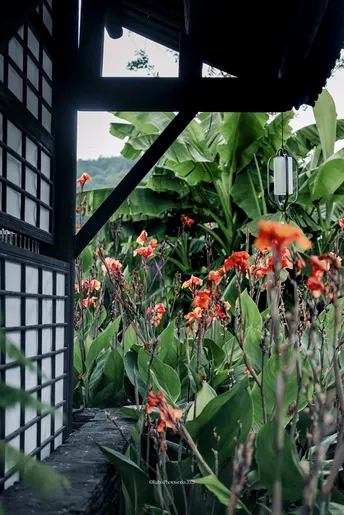 建筑前面的一个花园 有很多红花。
