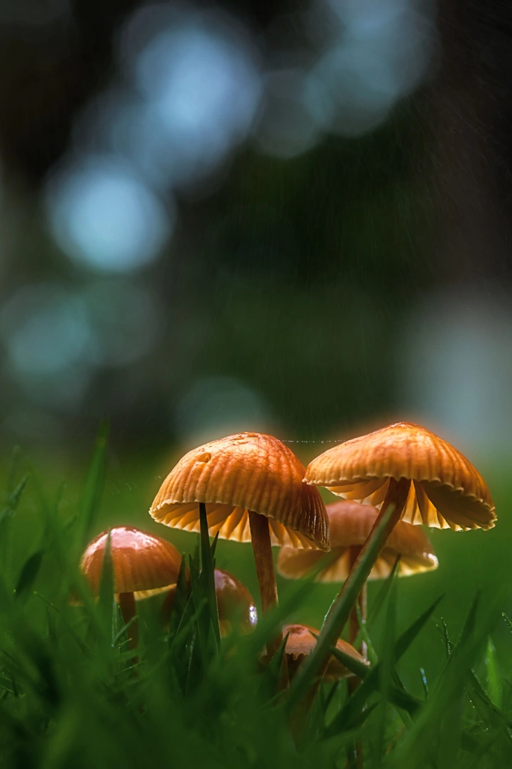 雨中小蘑菇