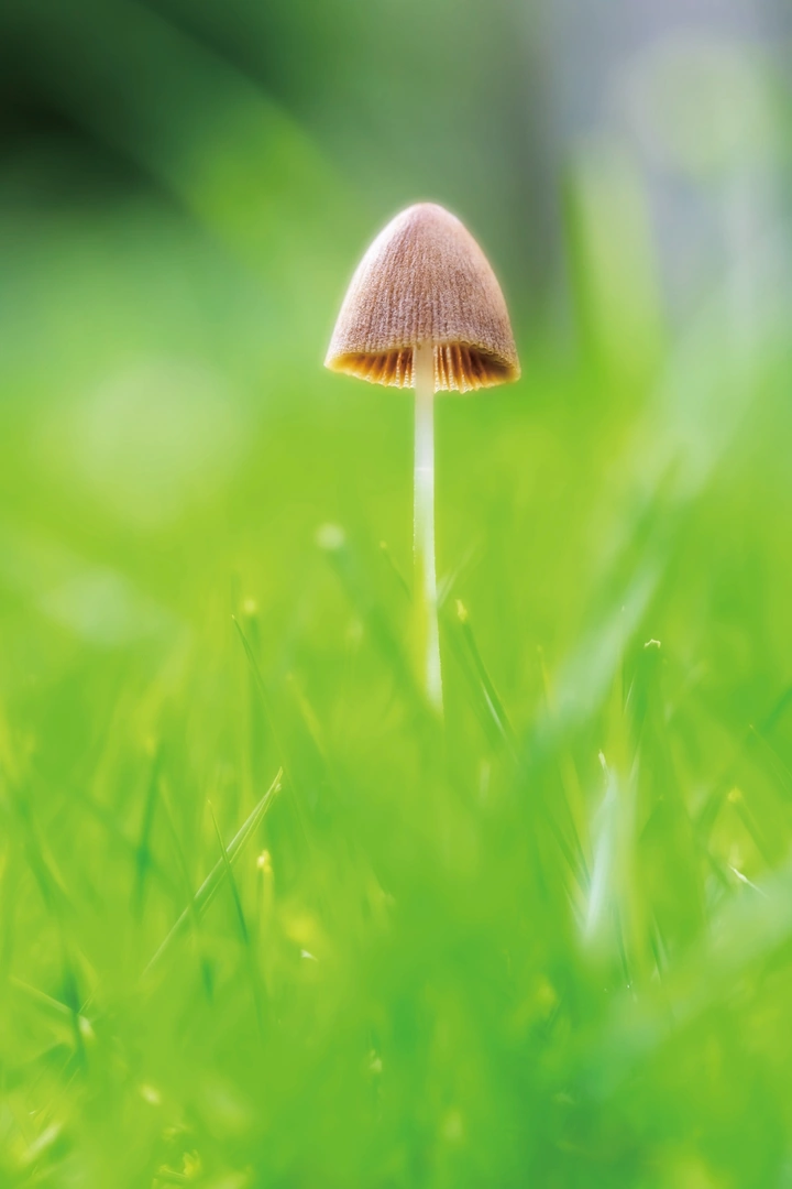 梦幻小蘑菇
