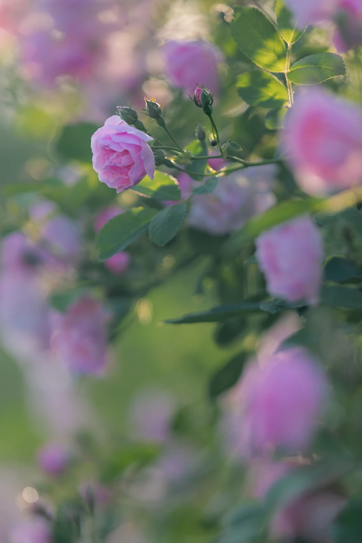 蔷薇花开
