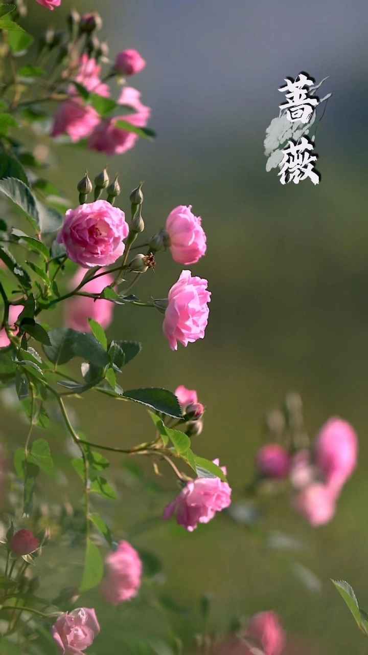 蔷薇花儿开