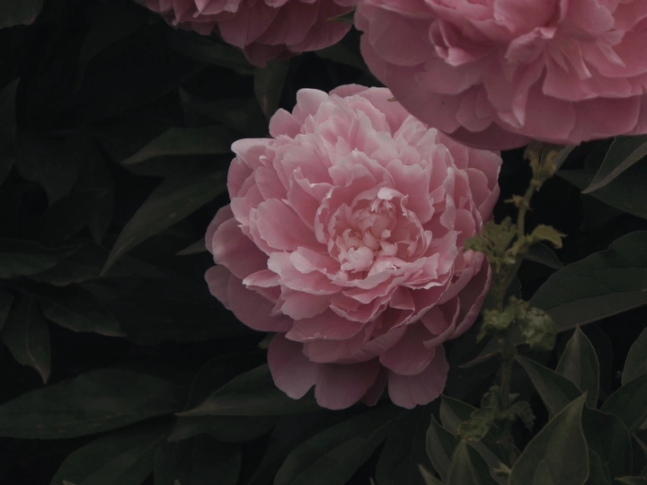 花儿