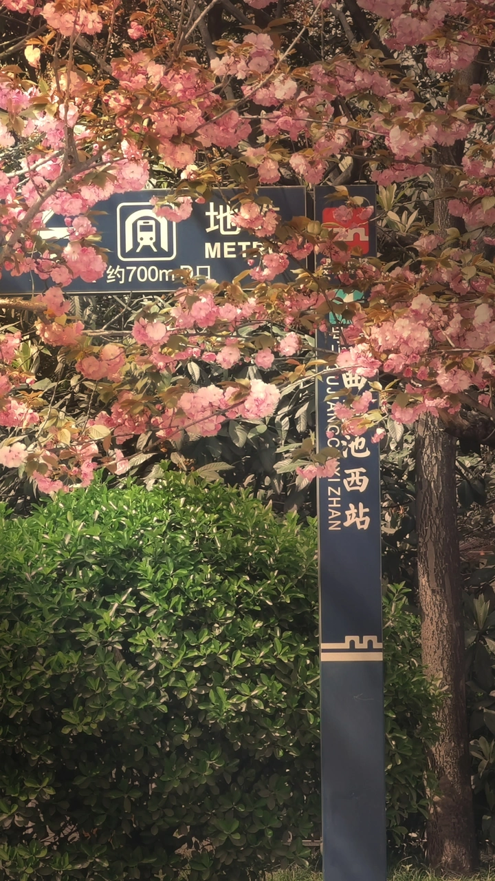 在花海深处等你