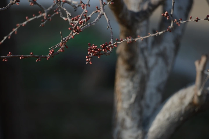 李子花