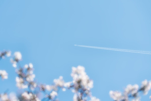 一架飞机在晴朗的蓝天上飞翔 周围有白色的花瓣和白色的花瓣尾迹。