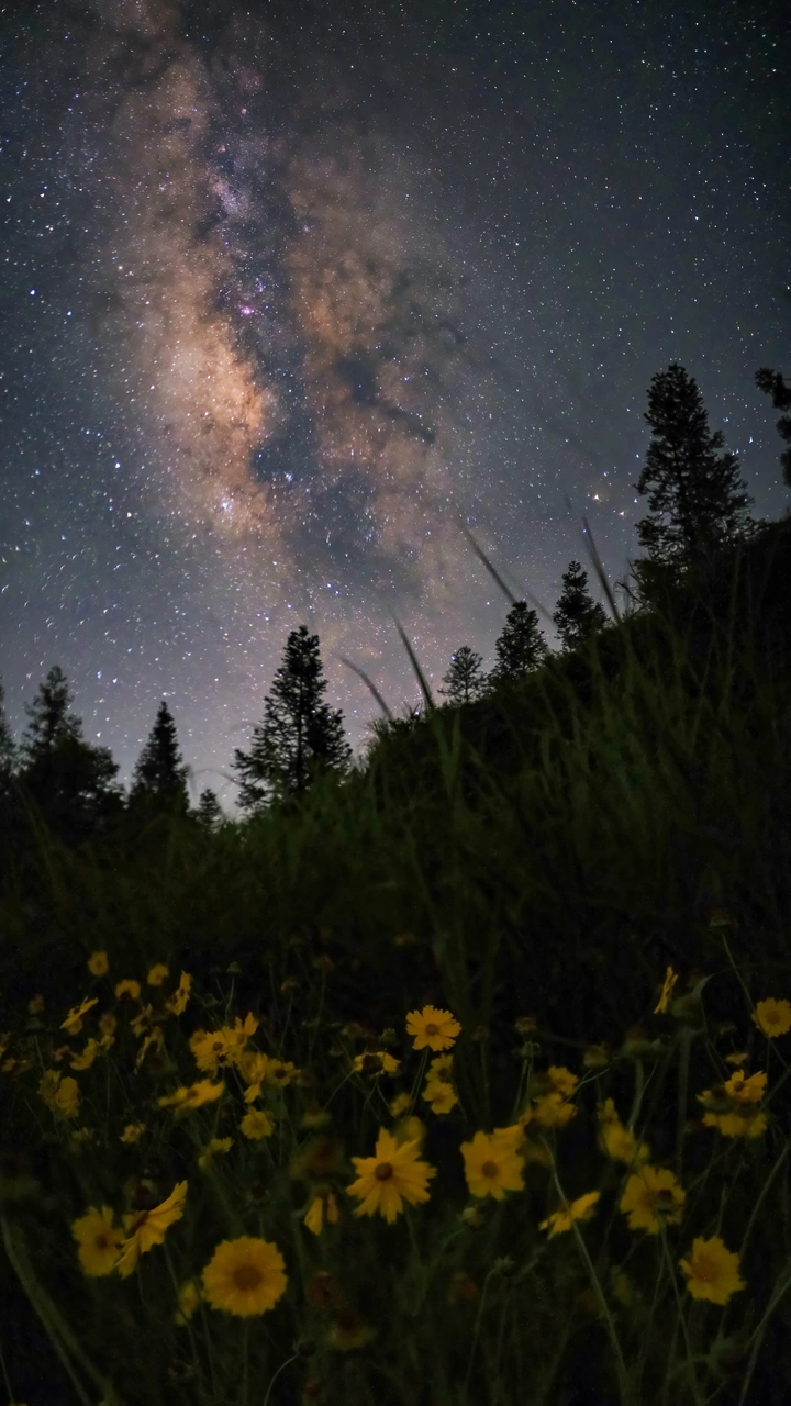 花海星河