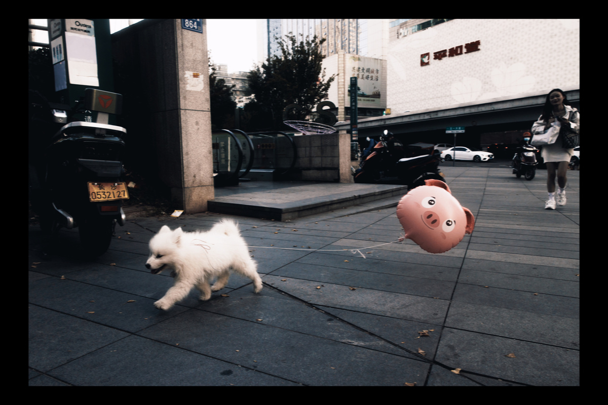 一只小白狗正在走过一个气球旁边的一条街道。