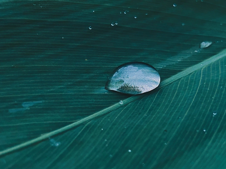 雨露