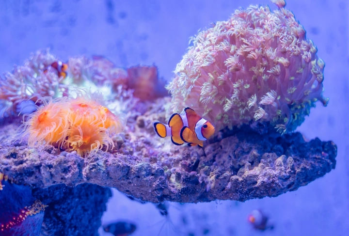 美丽的海洋生物