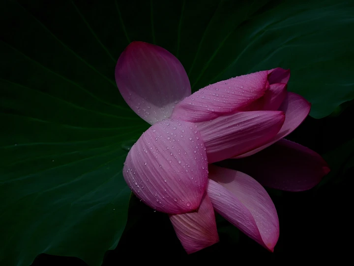 又到荷花季