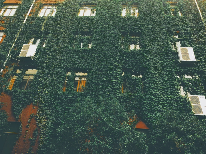 叶与花，天雨电，