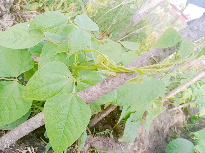 菜苗苗