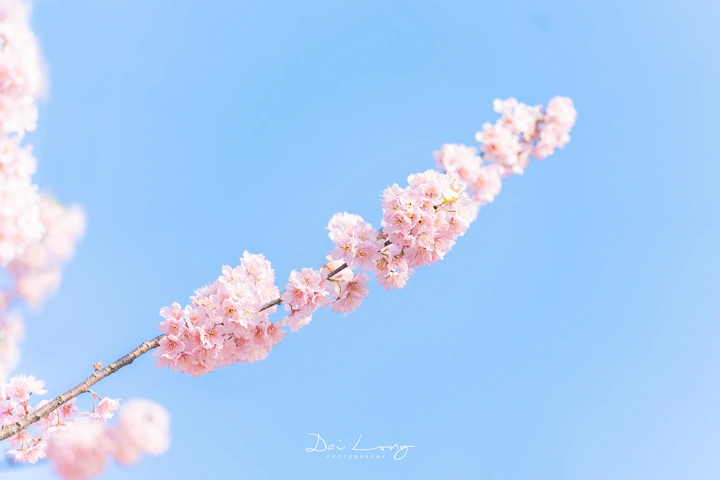 樱